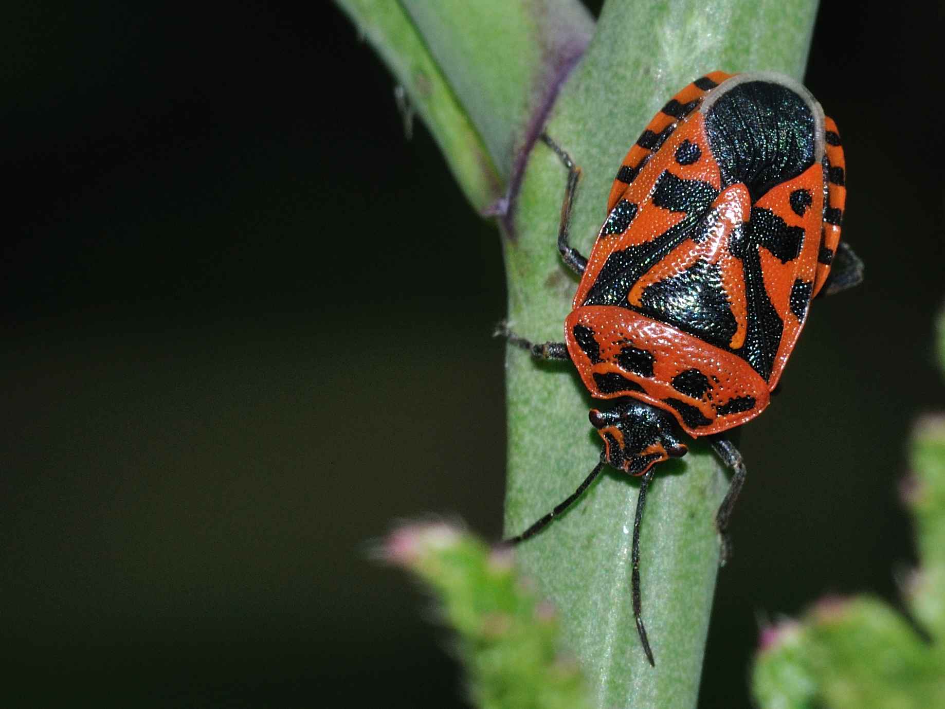 Pentatomidae: Eurydema ventralis dell''Abruzzo (AQ)